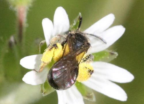 Réf. 324 781 : Andrena sp.